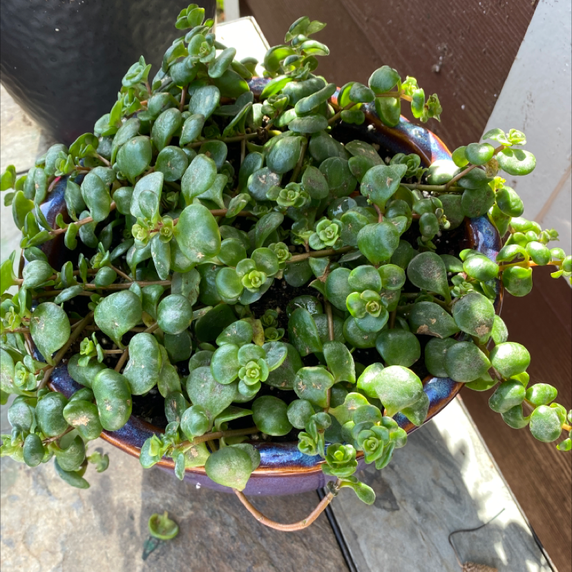 Potted Two-Row Stonecrop with small, rounded, green leaves.