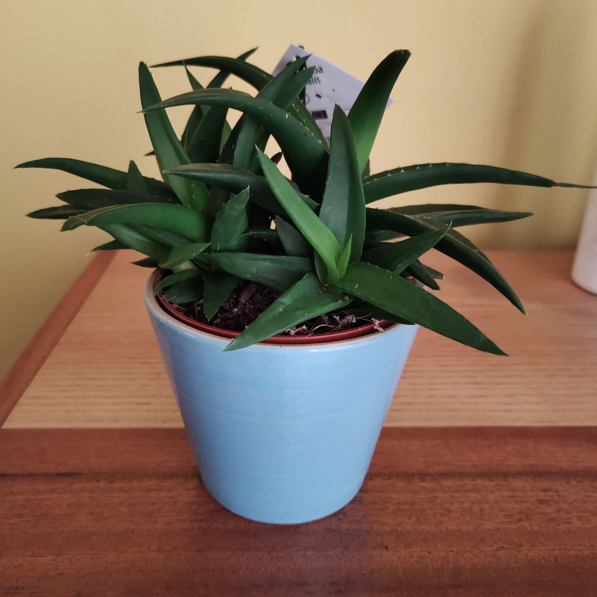 Photo of the plant species Woolly torch by @PerfectPandan named Harry on Greg, the plant care app
