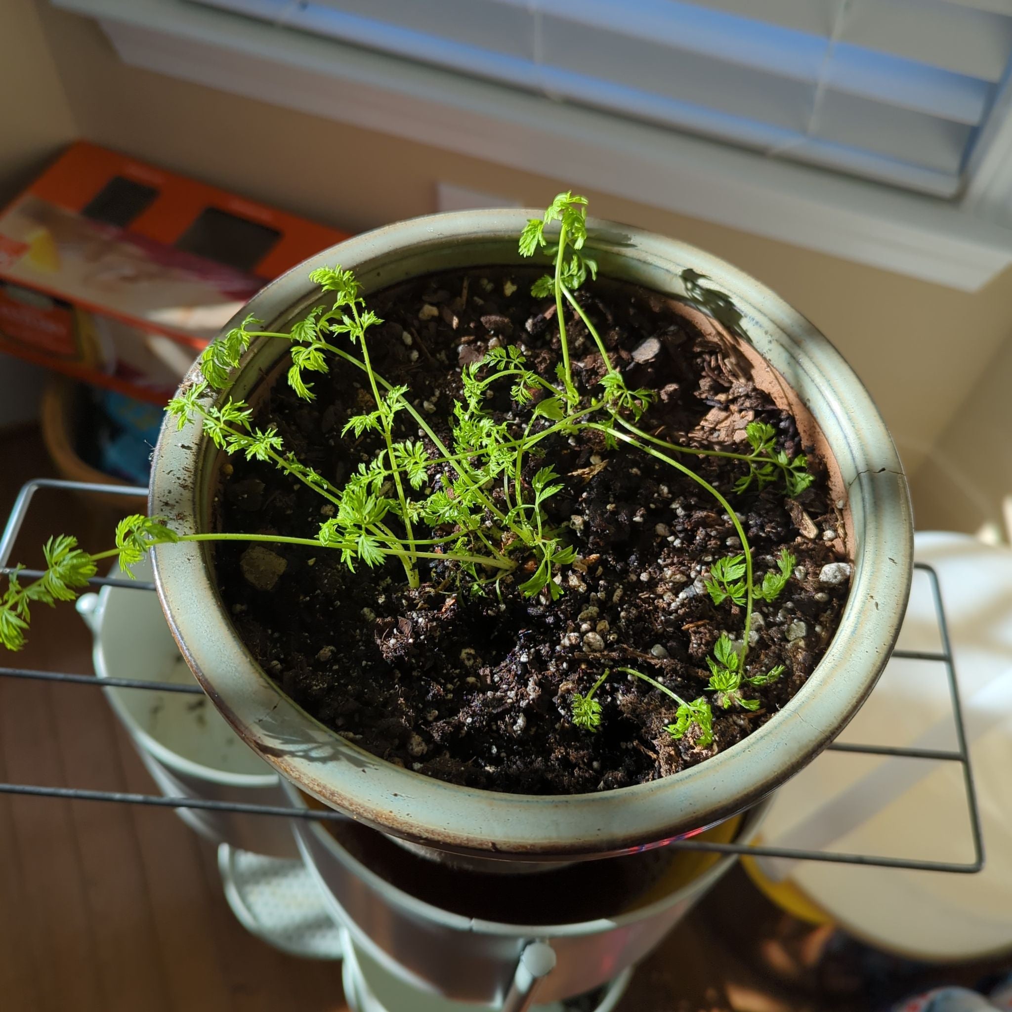 Plant care for Long-Rayed Laserwort on Greg, the plant care app