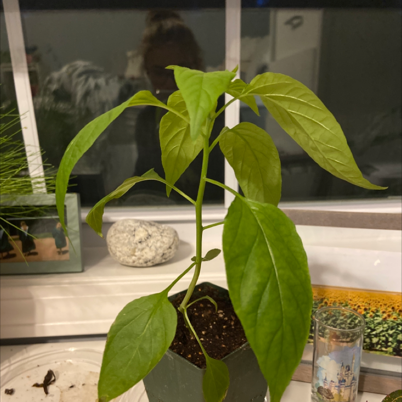 Pepper Plant plant photo by Kailey named Mando on Greg, the plant care app.