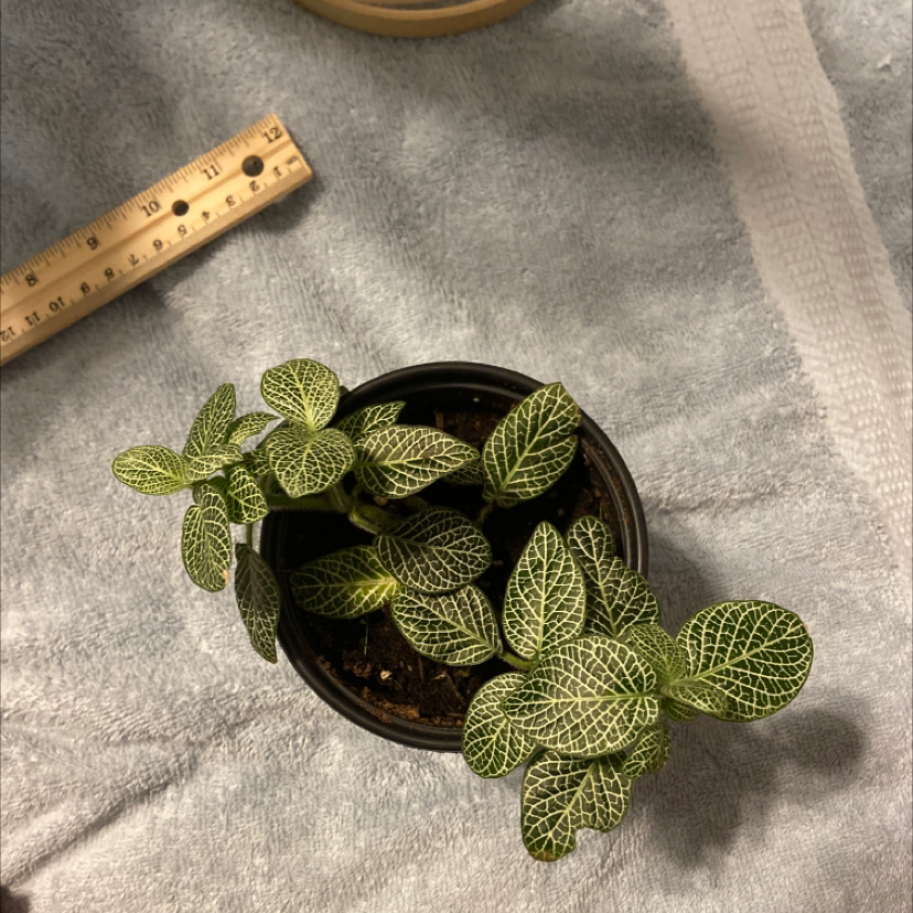 Nerve Plant plant photo by Kailey named Curie on Greg, the plant care app.