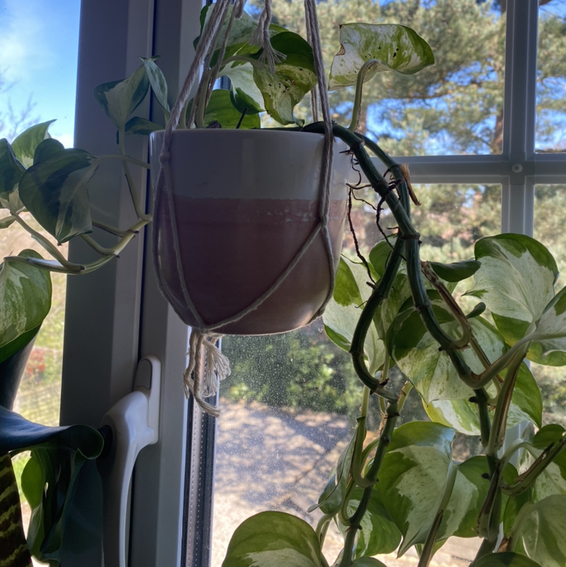 Manjula Pothos plant in a hanging pot near a window with variegated leaves.