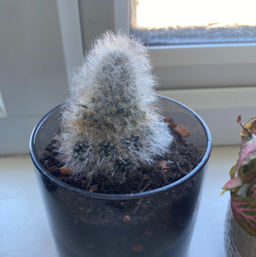 Mammillaria Haageana cactus in a black pot with visible soil, well-framed and in focus.