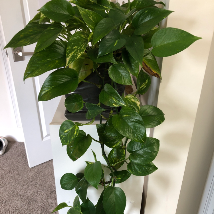 Taro Vine plant photo by @racheladdi named Pepper on Greg, the plant care app.