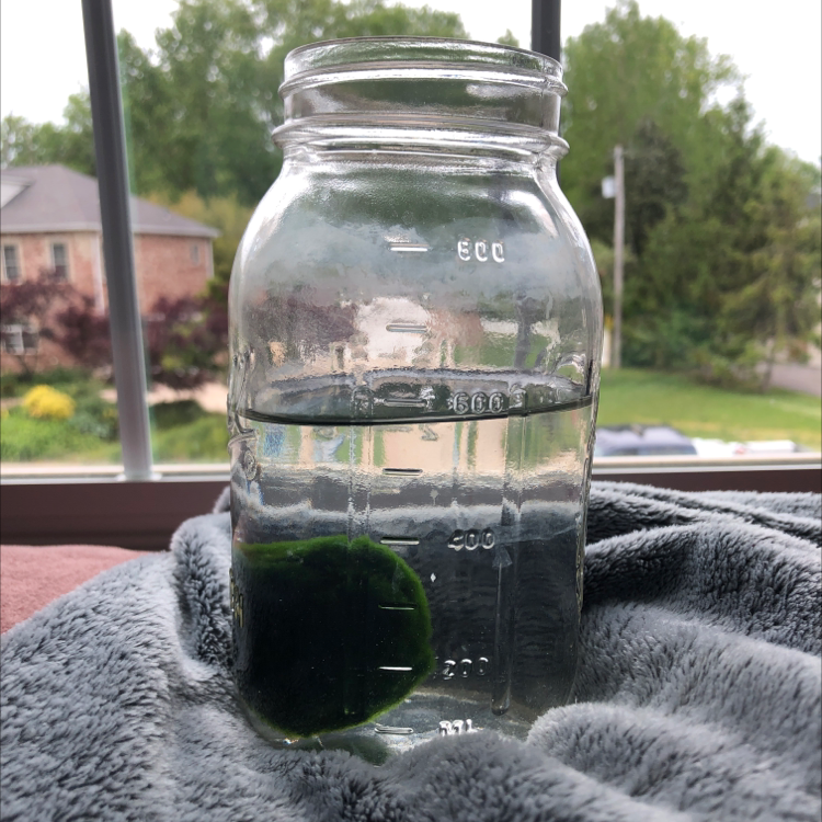 Marimo plant photo by @racheladdi named Mario on Greg, the plant care app.