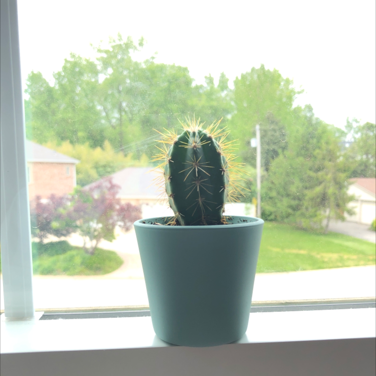 Pleated Cereus cactus in a pot on a windowsill, healthy and well-framed.