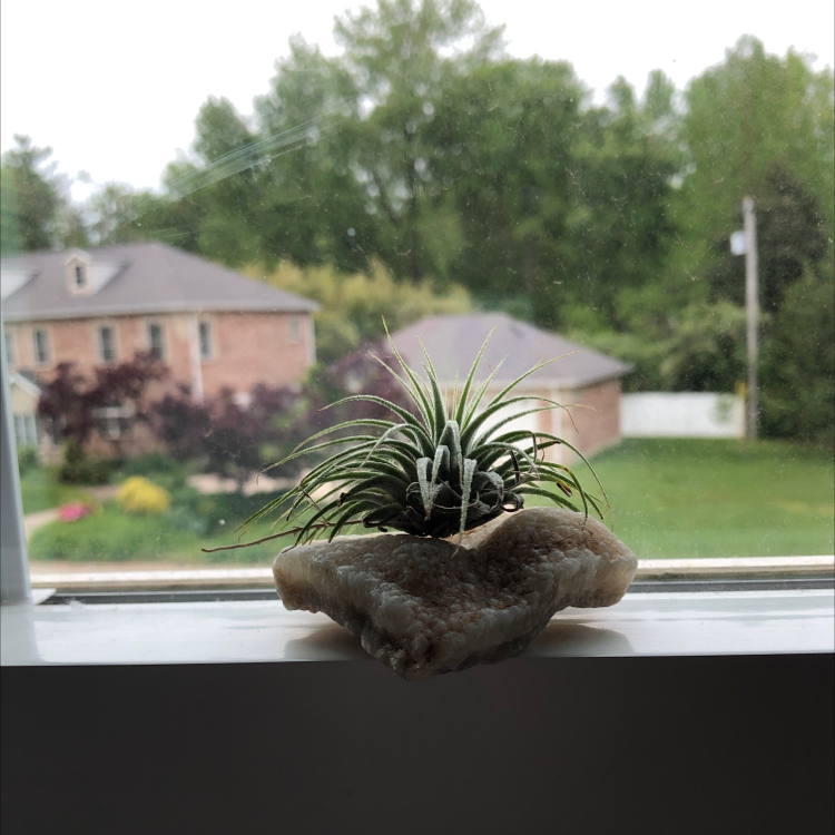 Spreading Airplant on a windowsill with a suburban background.