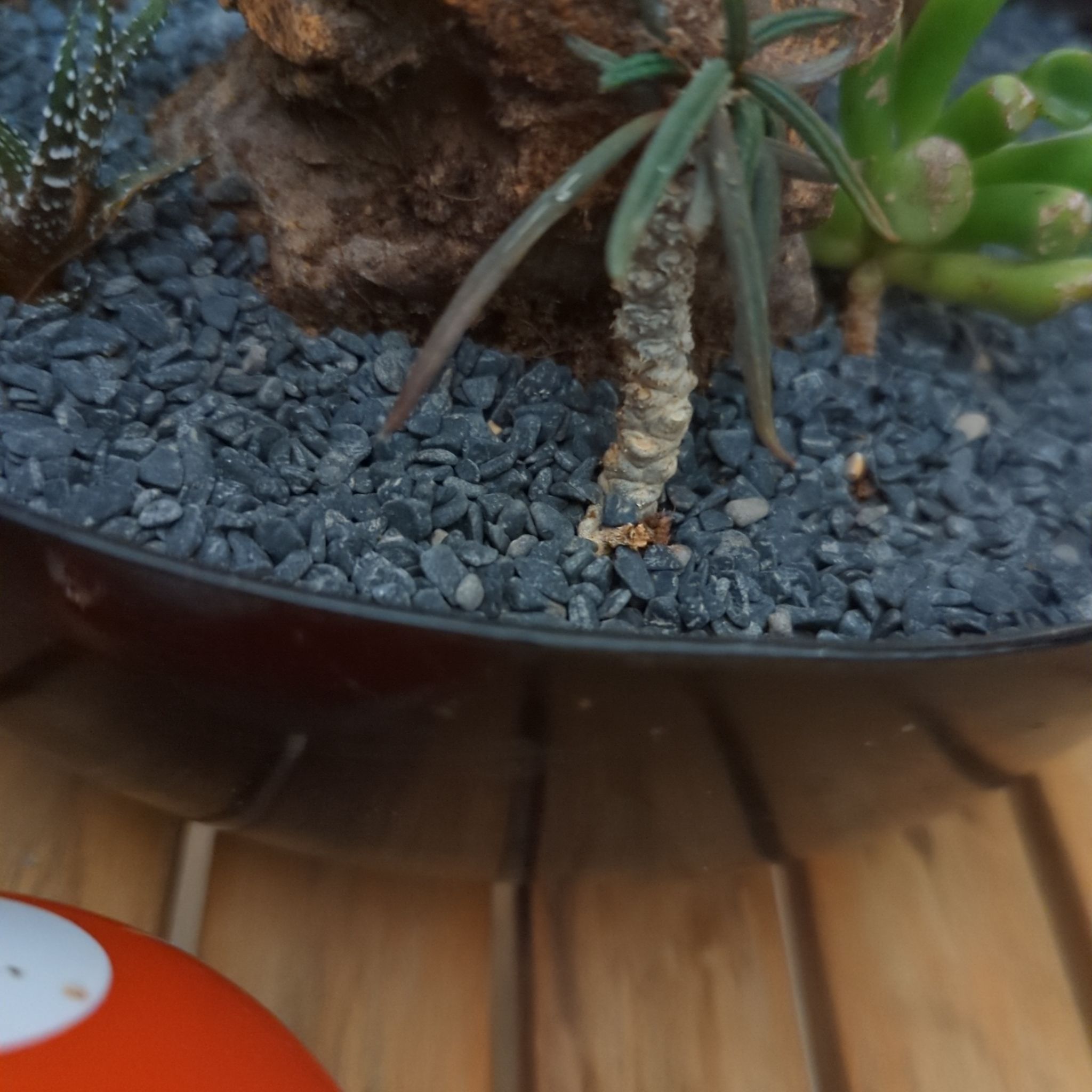Photo of the plant species Euphorbia cylindrifolia subsp. cylindrifolia by @ConfidentOricad named Zeus on Greg, the plant care app