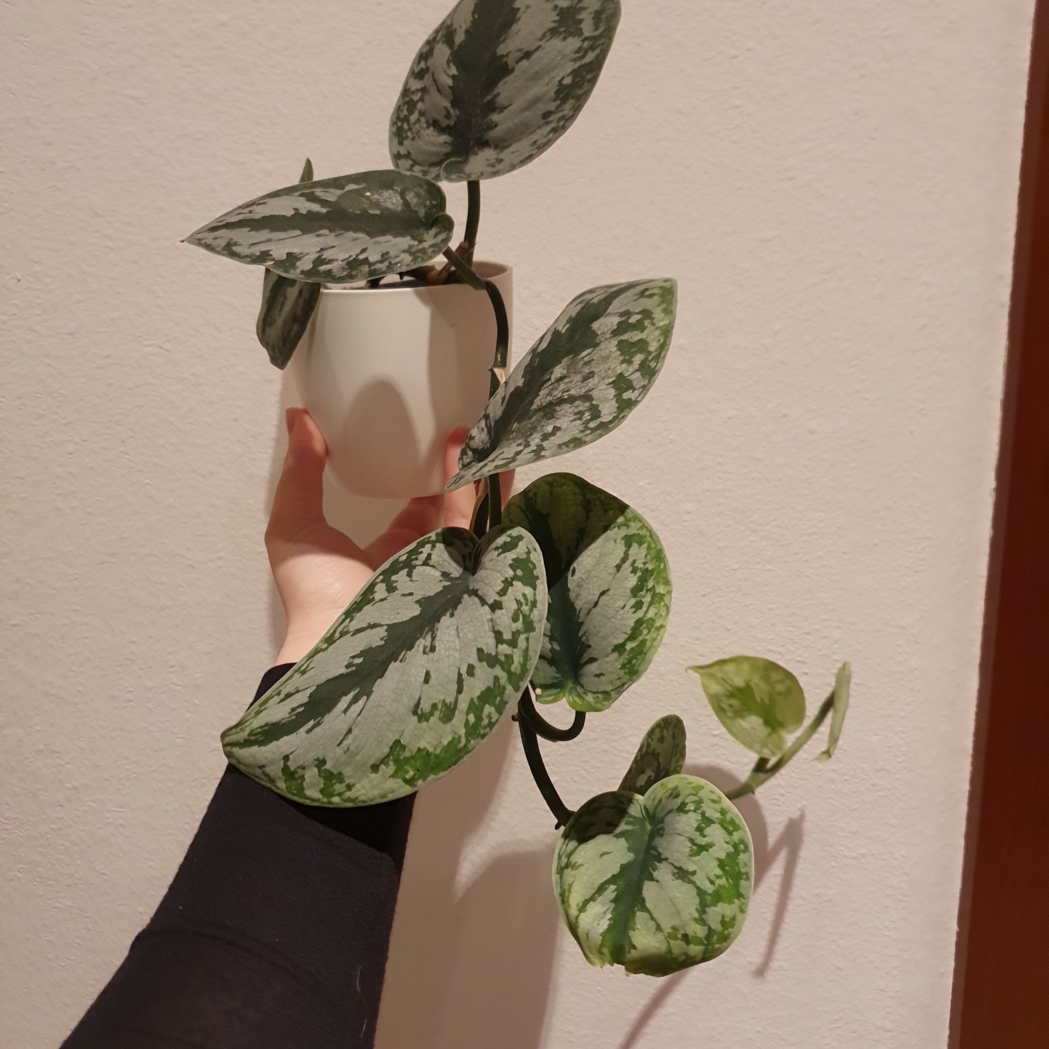 Photo of the plant species Trebie Satin Pothos by @izziandtheplnts named Big Leaves on Greg, the plant care app