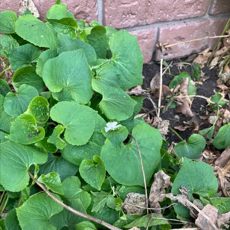 Photo of the plant species Canada Violet by @mewkirk named Your plant on Greg, the plant care app