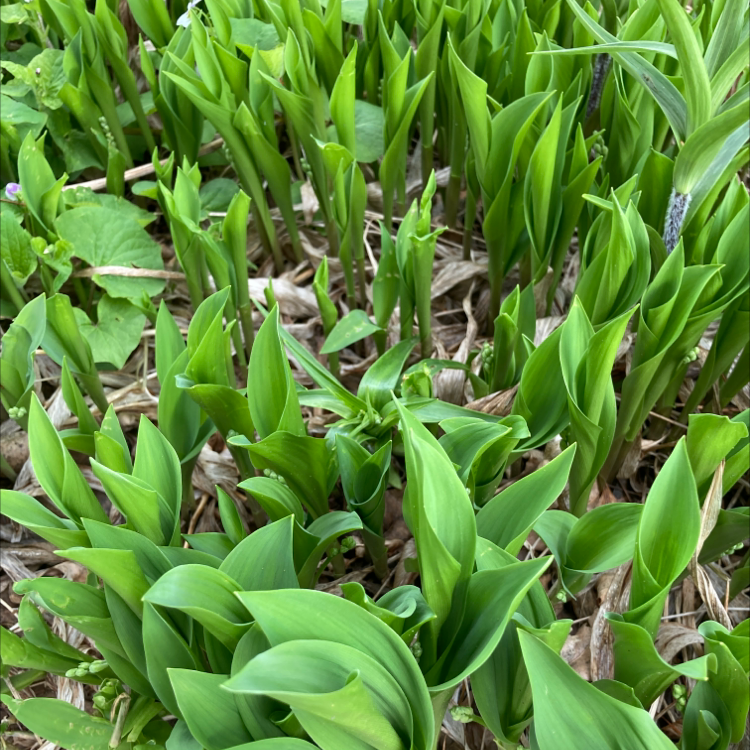 Young, green Lily-of-the-Valley plants emerging from the soil, with vibrant and healthy leaves.
