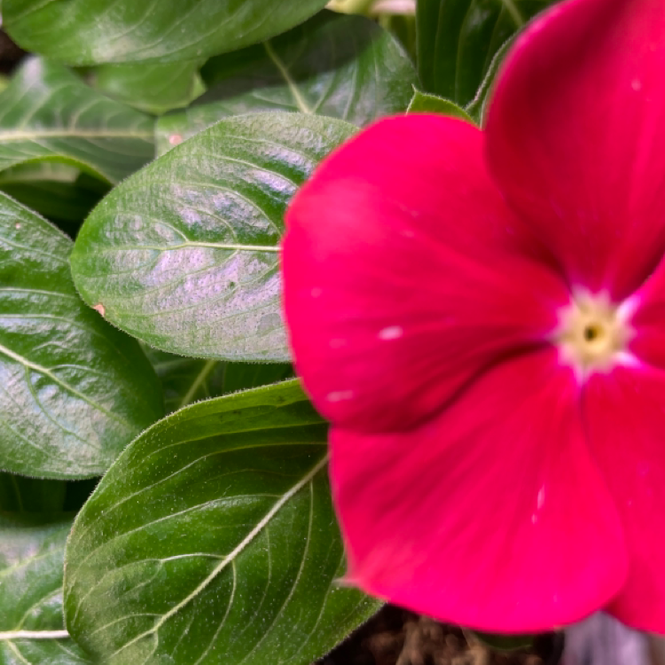 Bright Eyes plant with vibrant green leaves and a bright pink flower.