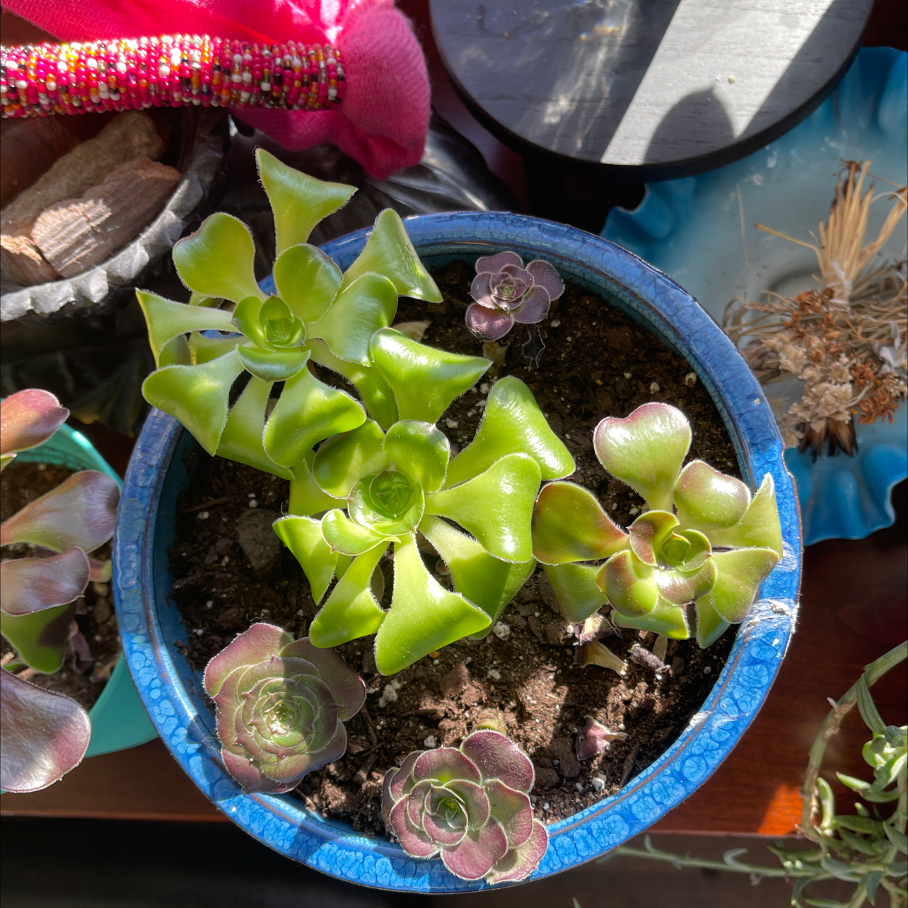 Potted Aeonium arboreum 'Zwartkop' with multiple rosettes and visible soil.