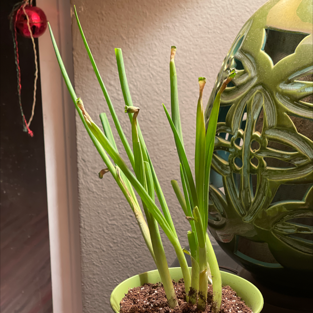 Why Are My Long Green Onion Leaves Curling?