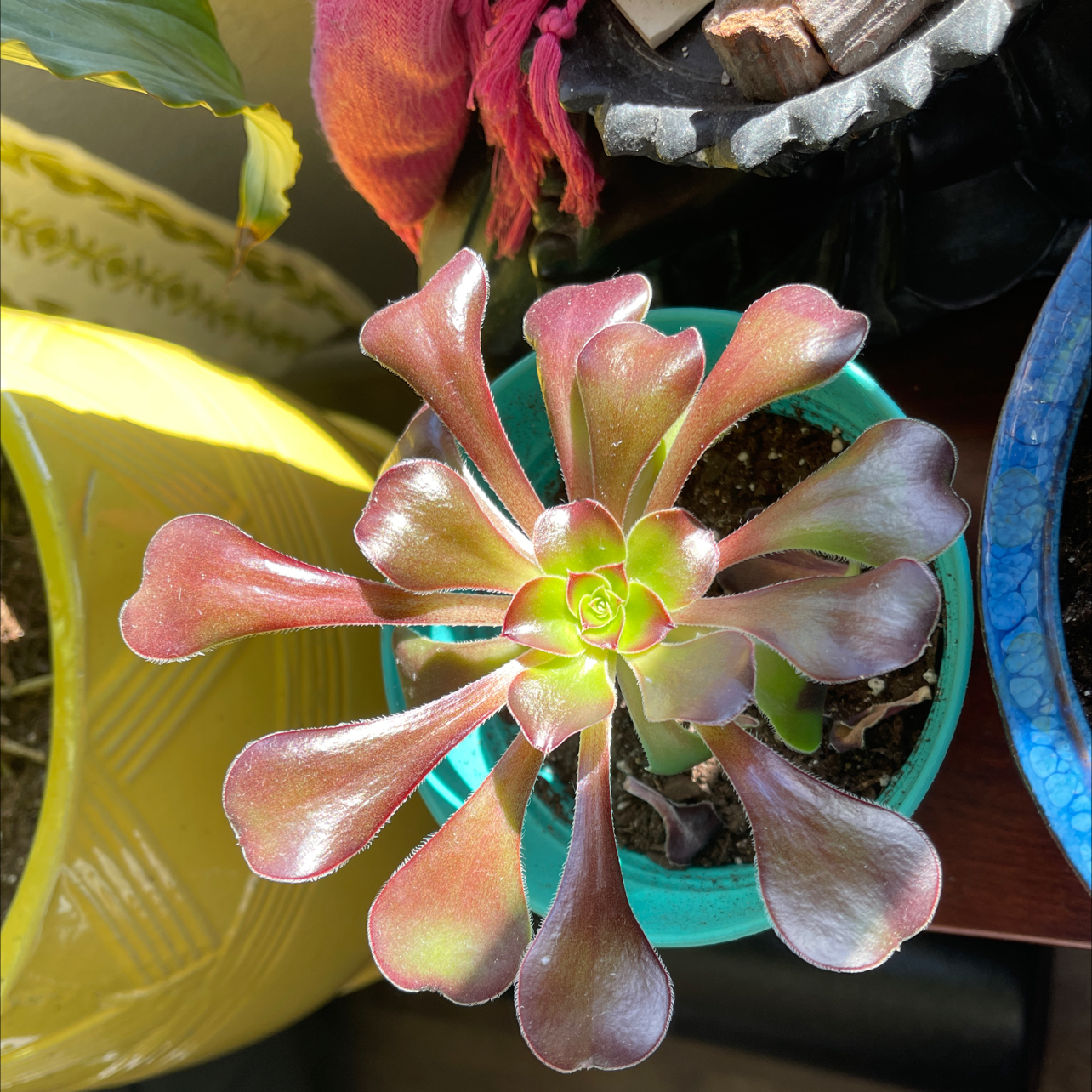 Aeonium arboreum 'Zwartkop' plant with dark purple leaves in a pot.