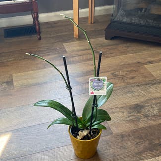 Phalaenopsis Orchid plant in Omaha, Nebraska