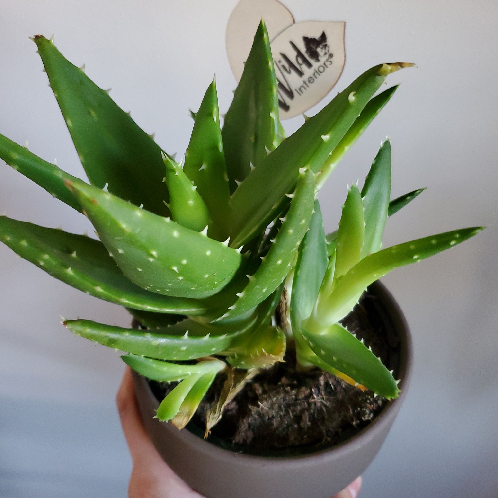 Photo of the plant species Short-Leaved Aloe by @TiptopTupeia named 434 on Greg, the plant care app