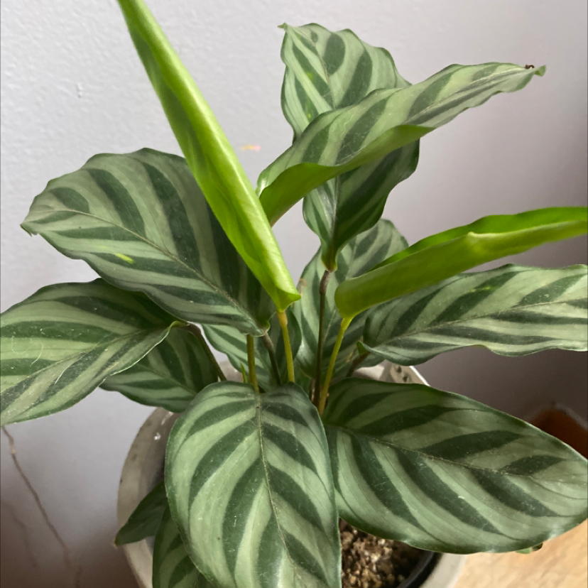 Calathea 'Freddie' plant with striped leaves in a pot, soil visible.