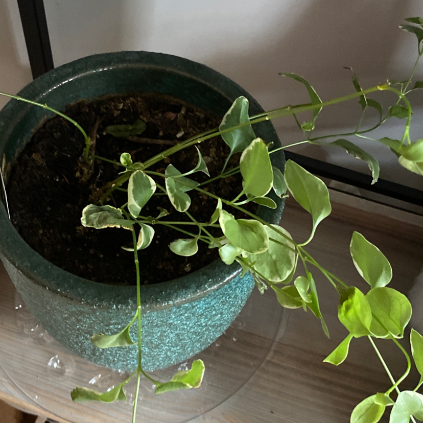 A potted greater periwinkle plant with glossy variegated leaves, slight yellowing on some leaves, in a teal ceramic pot.