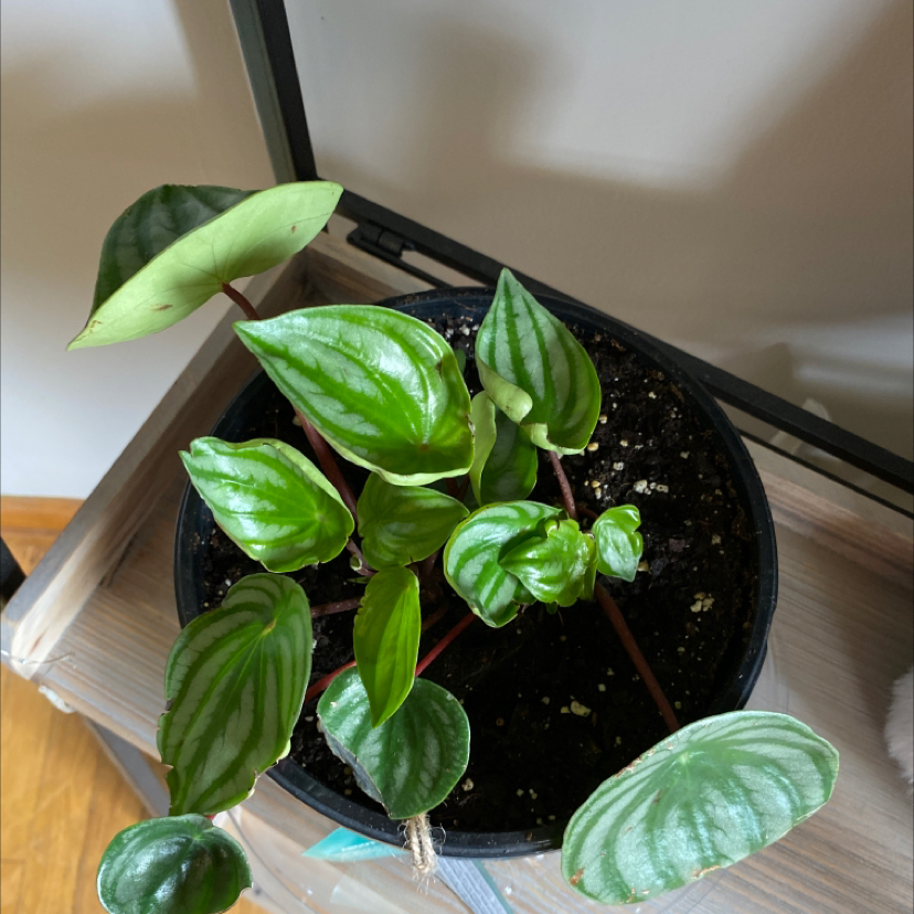 Watermelon Peperomia plant photo by @omerksick named Tofurkey on Greg, the plant care app.