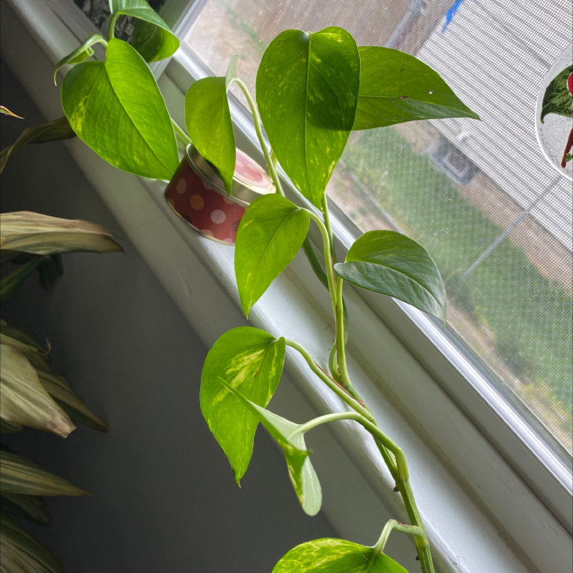 Taro Vine plant photo by @omerksick named Bucket on Greg, the plant care app.