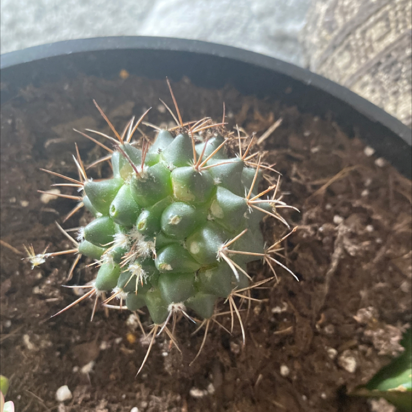 Mother of Hundreds plant photo by @pig333 named deimos on Greg, the plant care app.