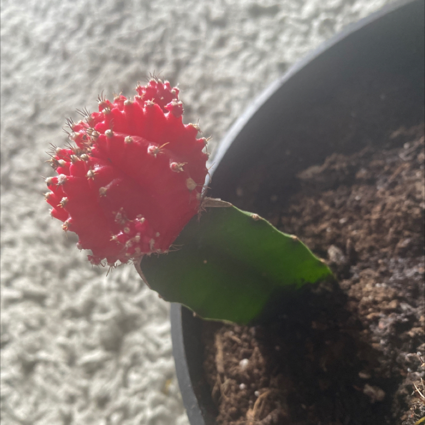 Moon Cactus plant photo by @pig333 named mars on Greg, the plant care app.