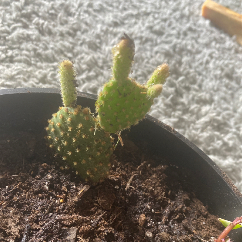 Bunny Ears Cactus plant photo by @pig333 named pluto on Greg, the plant care app.