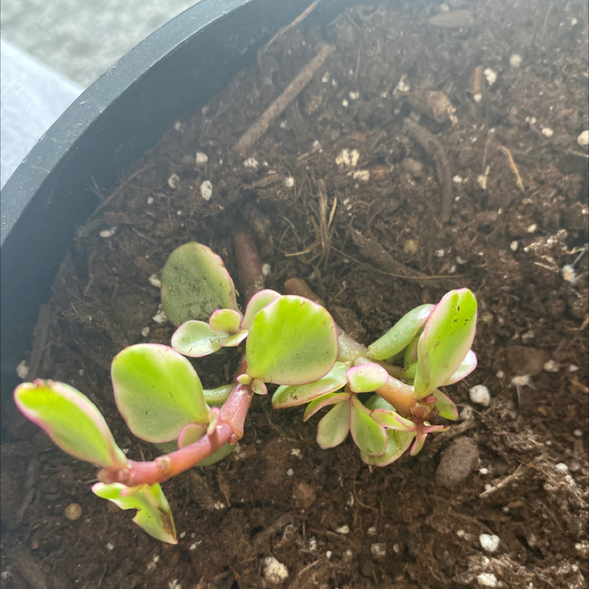 Porkbush plant photo by @pig333 named jupiter on Greg, the plant care app.