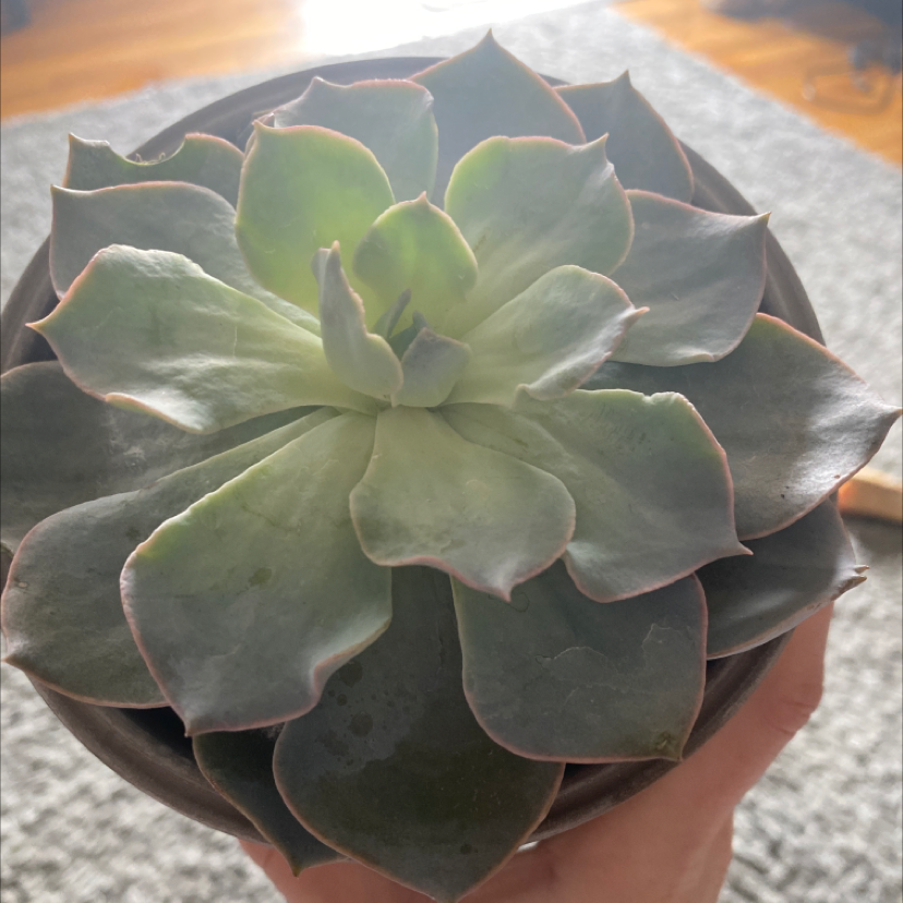 Mexican Snowball plant photo by @pig333 named ocean on Greg, the plant care app.