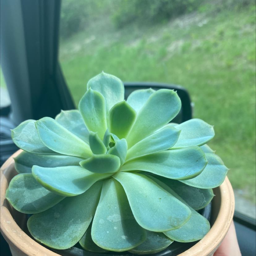 Photo of the plant species Echeveria Elegans by @pig333 named jasper on Greg, the plant care app