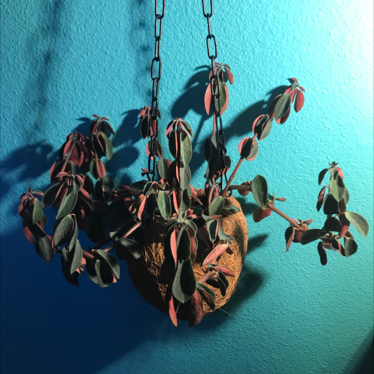 Photo of the plant species Elephant's Foot by Kelly named Jamie on Greg, the plant care app