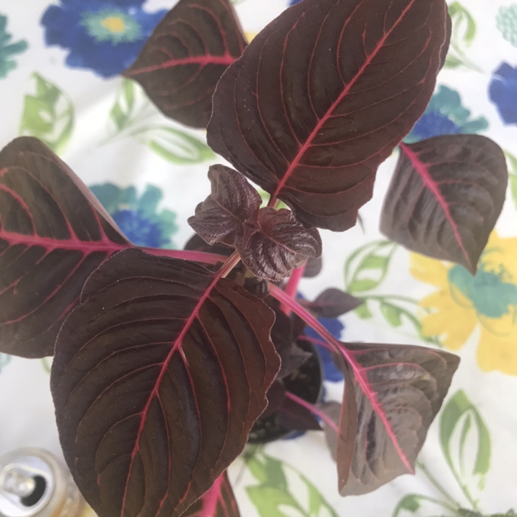Close-up of healthy, vibrant red and green Bloodleaf plant leaves against floral background.