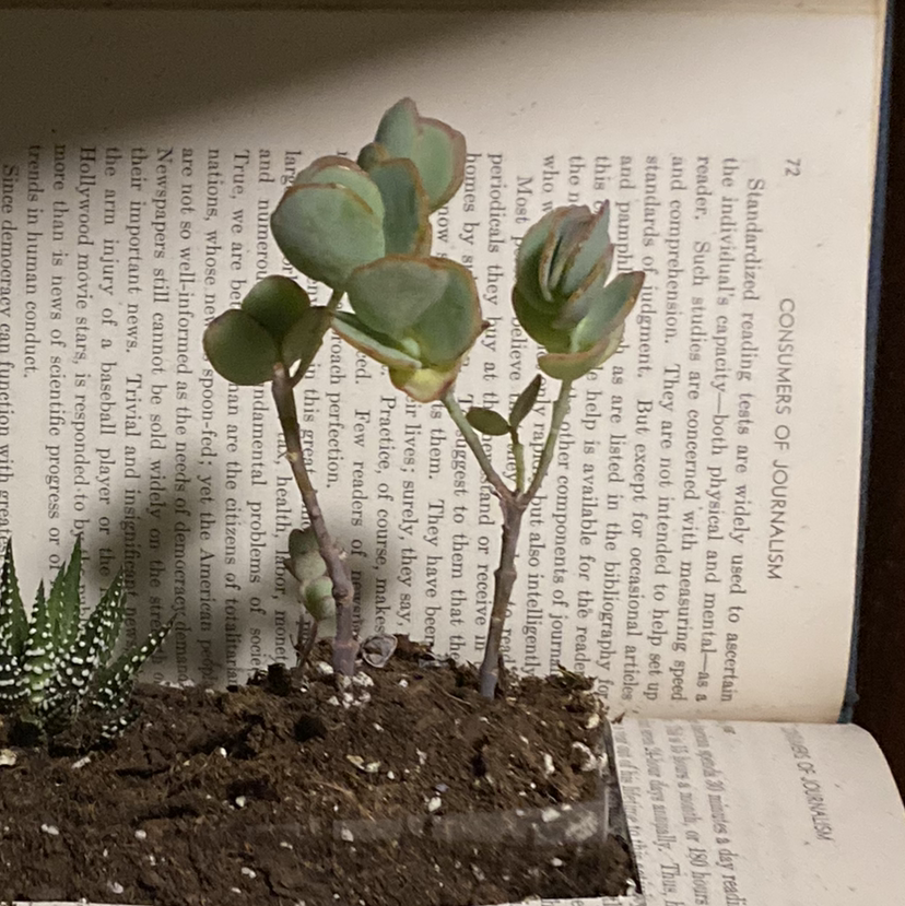 Silver Dollar Plant plant photo by @addisoncampbell named Corliss on Greg, the plant care app.