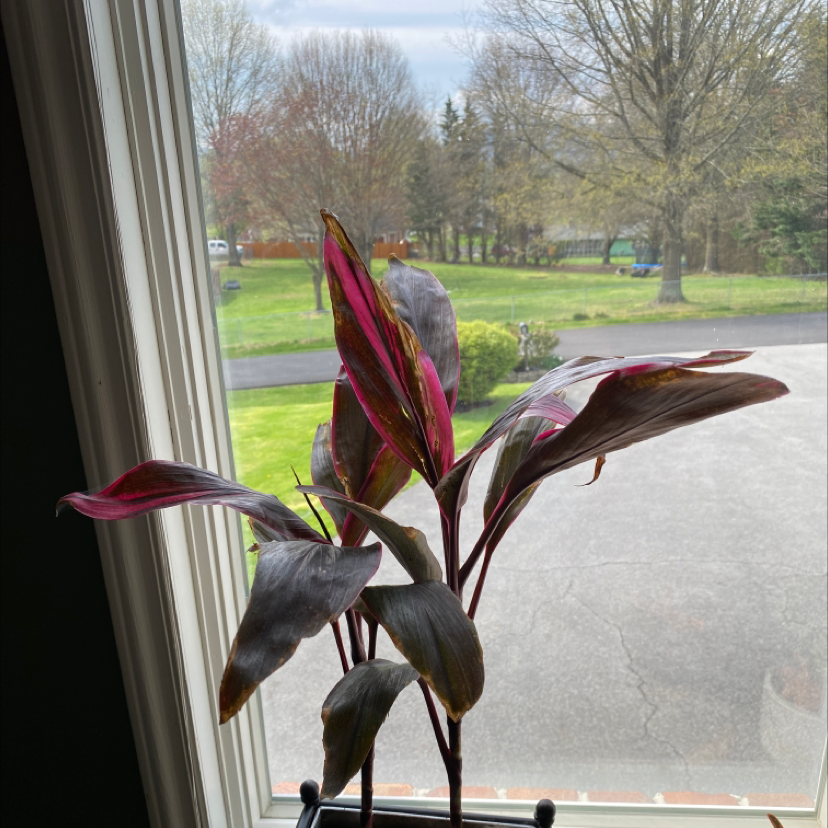 Ti Plant plant photo by @addisoncampbell named Silosia on Greg, the plant care app.