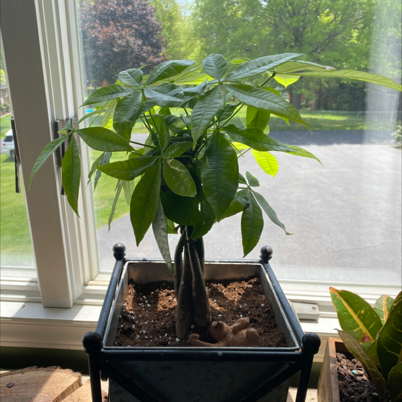 Money Tree plant photo by @addisoncampbell named Dives on Greg, the plant care app.