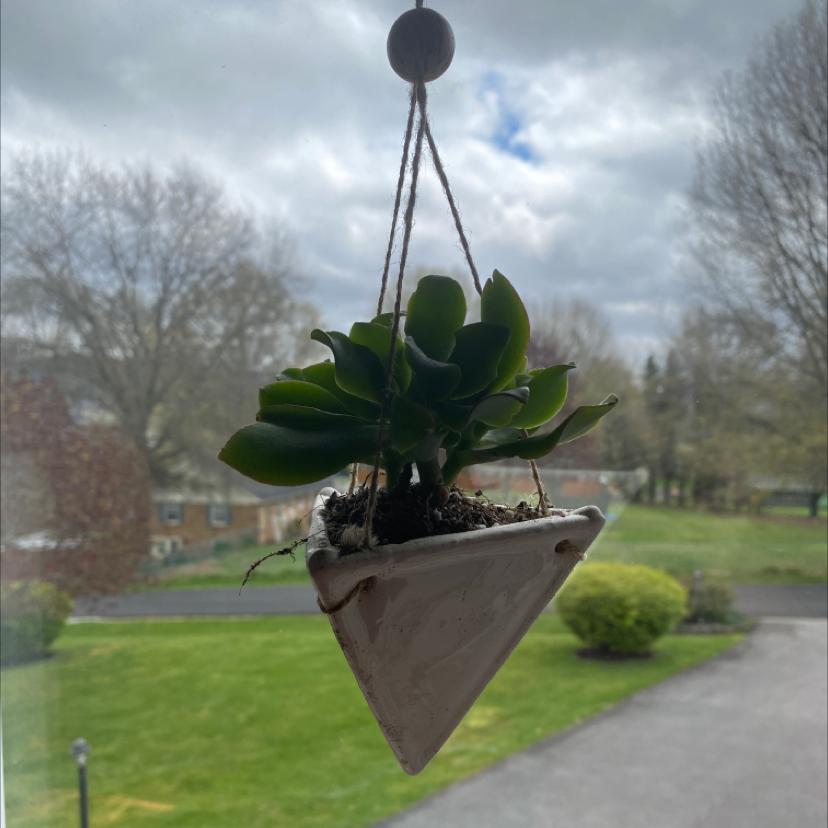 How to Get a Ripple Jade to Bloom