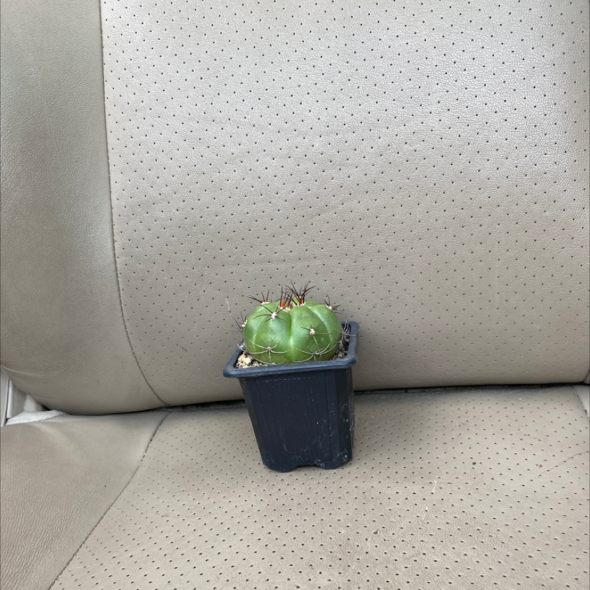 A small cactus in a black plastic pot placed on a car seat.