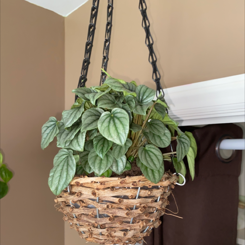 Peperomia Caperata plant photo by @addisoncampbell named Florent on Greg, the plant care app.