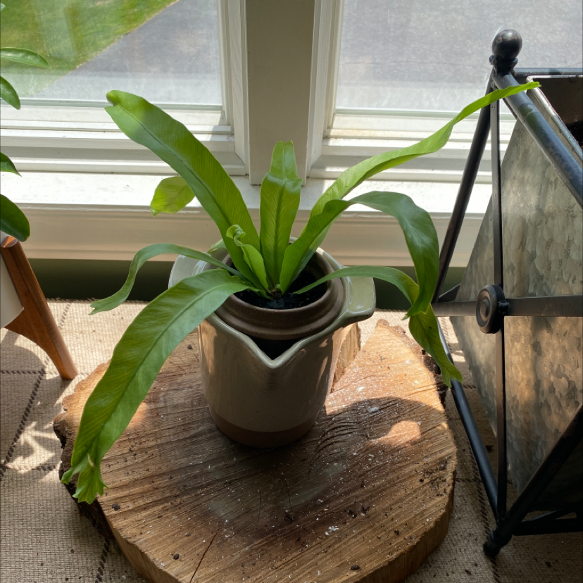 Bird's Nest Fern plant photo by @addisoncampbell named Macro on Greg, the plant care app.