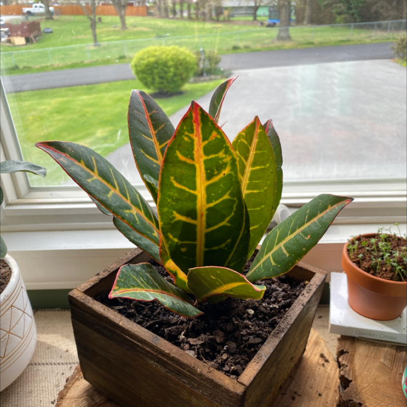 Croton 'Petra' plant photo by @addisoncampbell named Agnivo on Greg, the plant care app.