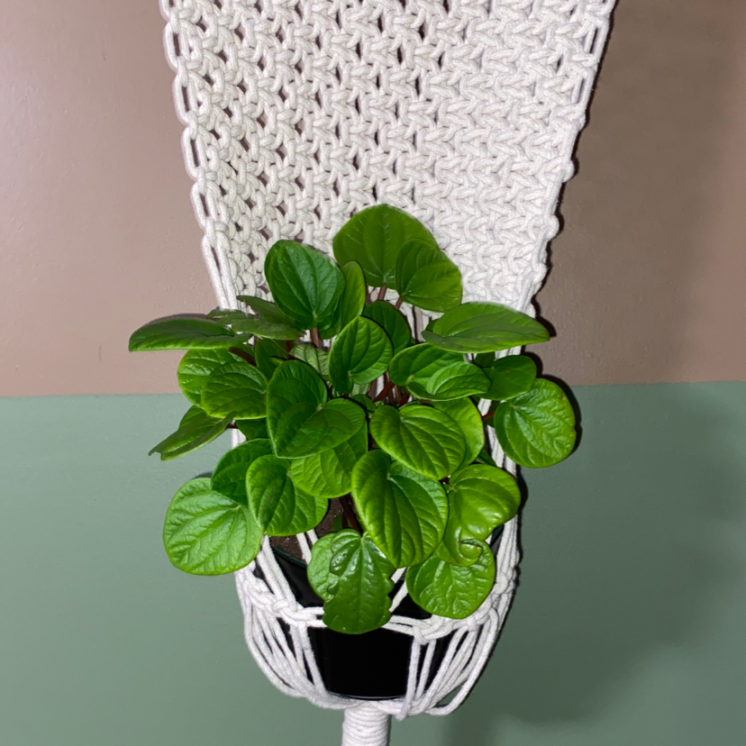 Photo of the plant species flowering peperomia by @addisoncampbell named Zelkova on Greg, the plant care app