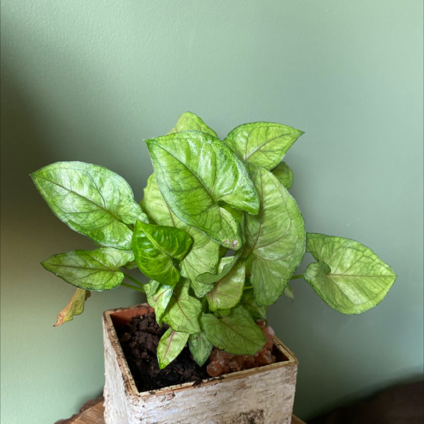 Red Heart plant photo by @addisoncampbell named Vietre on Greg, the plant care app.