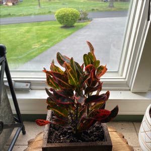 Croton Mammy plant photo by @addisoncampbell named Azarita on Greg, the plant care app.