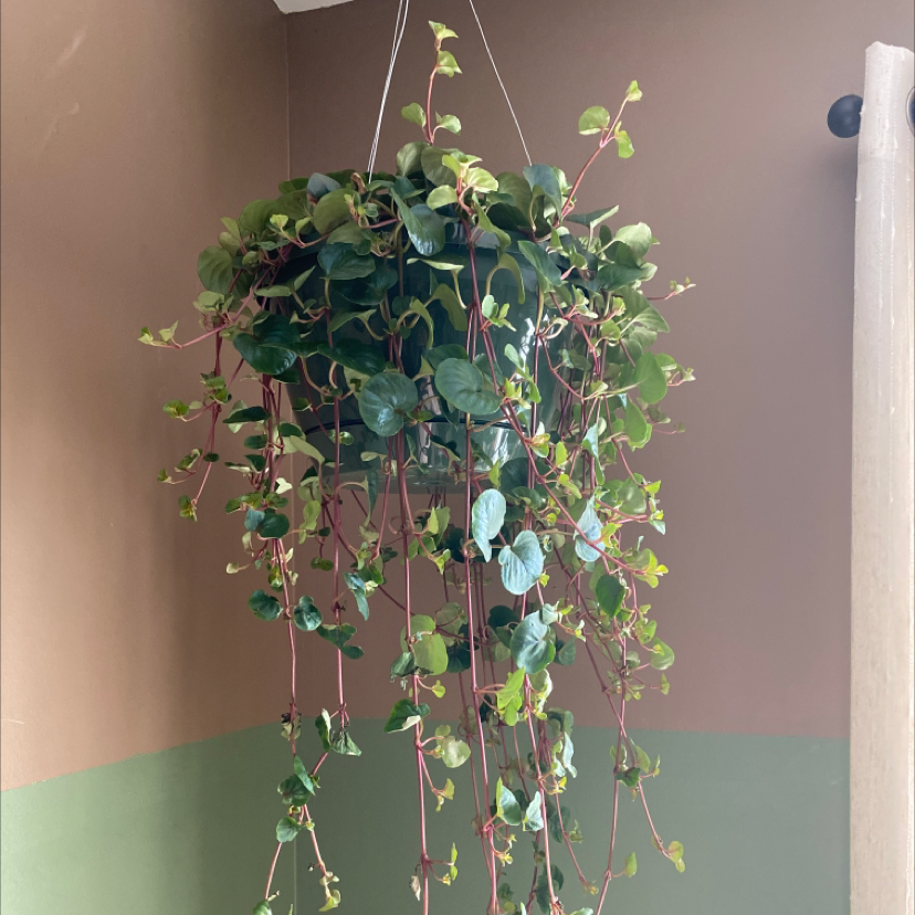 Creeping Jenny plant photo by @addisoncampbell named Elowen on Greg, the plant care app.