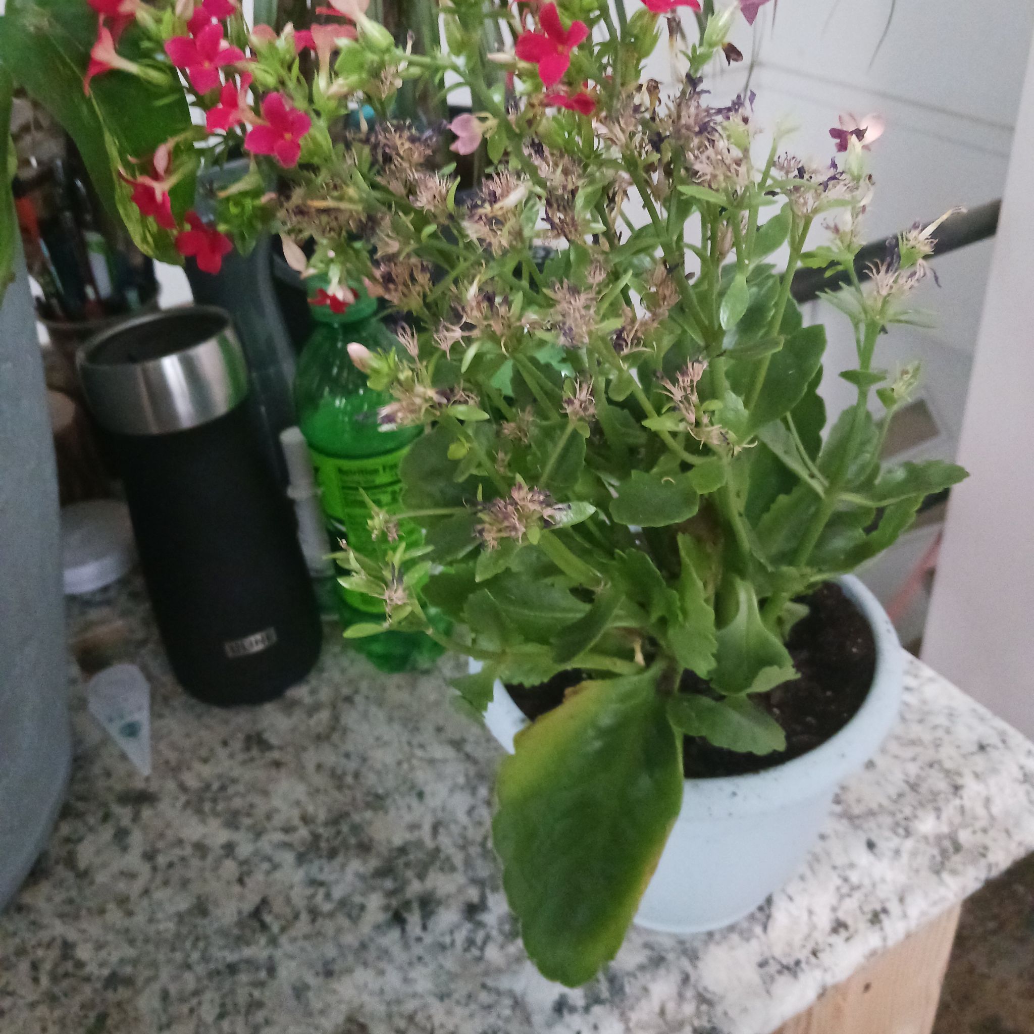 Small flowers