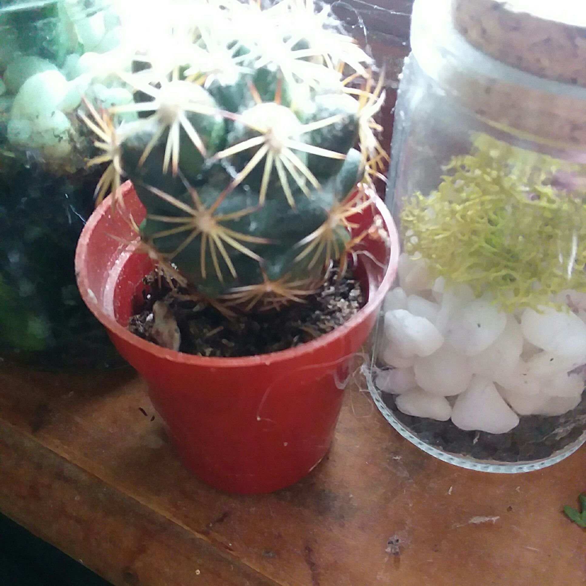 Photo of the plant species Cactus by @BlessedTipa named Pokey on Greg, the plant care app