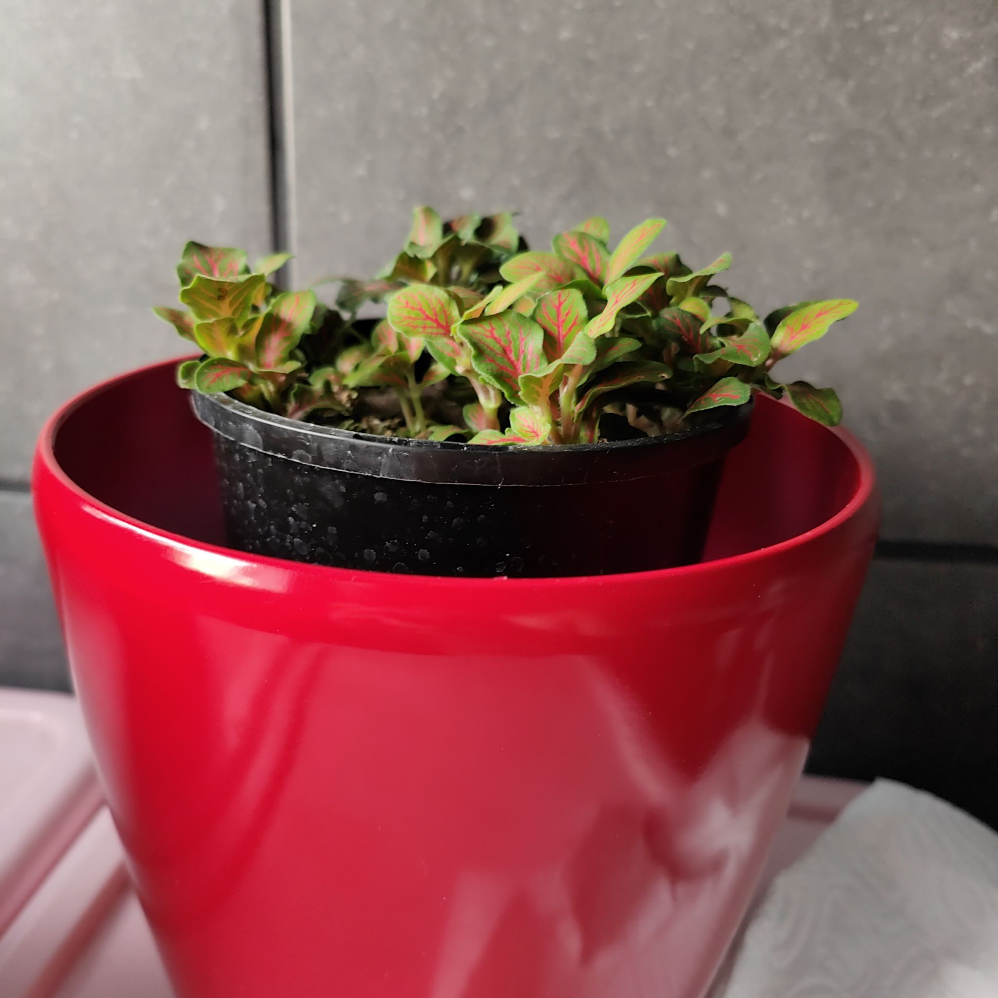 Photo of the plant species snakeskin plant by @RadiantWavycap named Fittonia on Greg, the plant care app