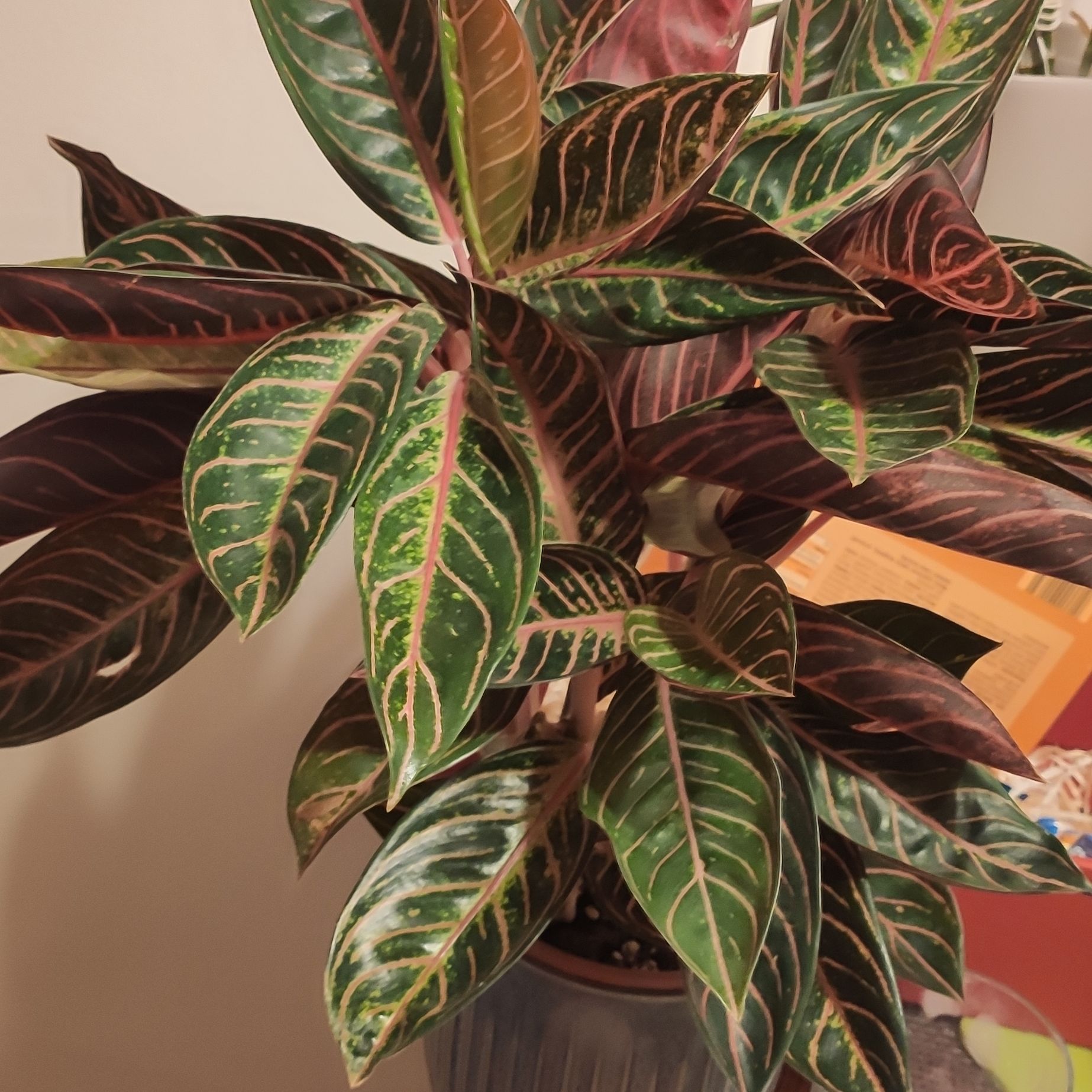 Photo of the plant species Pride of Sumatra Chinese Evergreen by @nerfherder named Aglaonema "Pride of Sumatra" on Greg, the plant care app