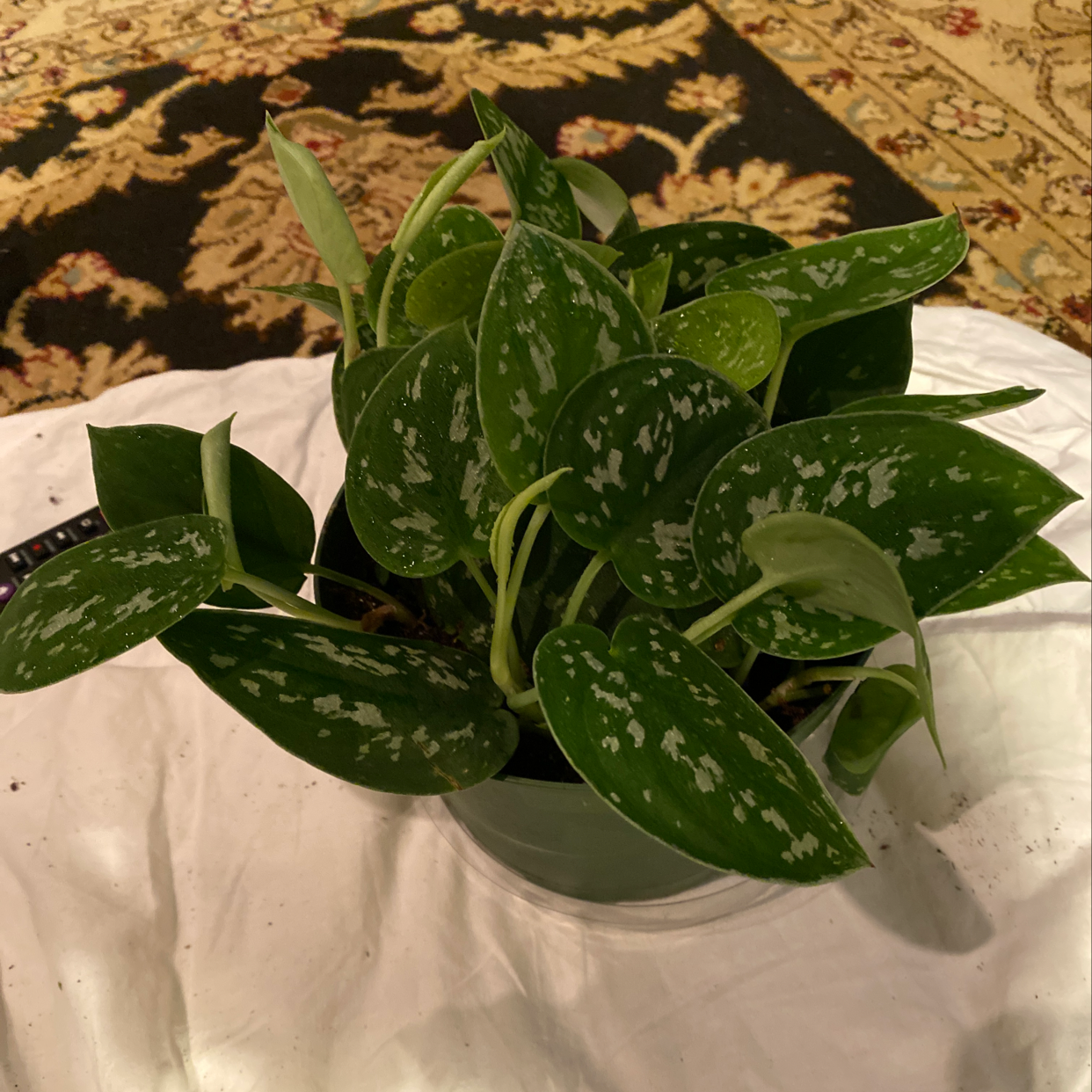 Healthy Satin Pothos plant with shiny, dark green mottled leaves in a white ceramic pot on a floral rug.
